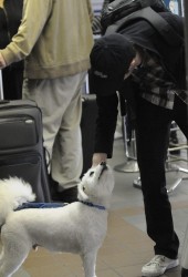 Adam Brody - Catching a flight at LAX - March 13, 2008