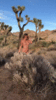 http://thumbs2.imagebam.com/1c/cc/cc/4da189962289244.gif