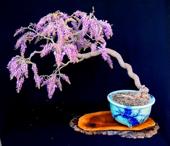 Come avete iniziato a fare bonsai? - Pagina 3 64f18d695712473