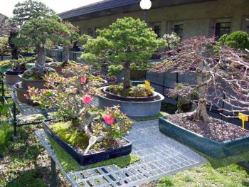 Come avete iniziato a fare bonsai? - Pagina 3 810f94695712643