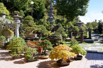 Come avete iniziato a fare bonsai? - Pagina 3 Af8571695712053