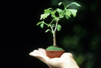 Come avete iniziato a fare bonsai? - Pagina 3 C9c21a695712313