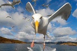 imagebam.com