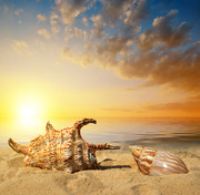 Морская звезда на пляже / Starfish with sunglasses on the beach 5f42aa1190101204
