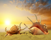 Морская звезда на пляже / Starfish with sunglasses on the beach Dd60a51190101884