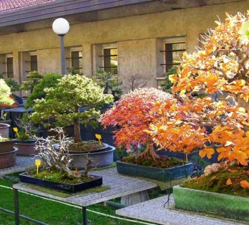 Come avete iniziato a fare bonsai? - Pagina 3 B113a5695711623