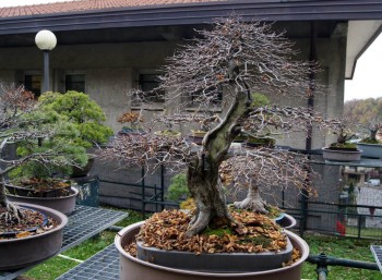 Come avete iniziato a fare bonsai? - Pagina 3 4a7322695712263