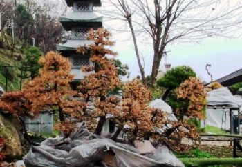 Come avete iniziato a fare bonsai? - Pagina 3 F53a18695712183