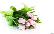 Цветы на белом фоне (flowers) Feabbf774693183