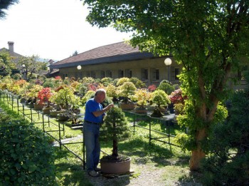 Come avete iniziato a fare bonsai? - Pagina 3 18f0a7695711963