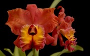 Очарование орхидей / The charm of orchids  Ce75ea1352685035