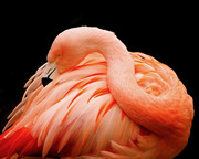 Фламинго / Flamingos Ae56921352754823