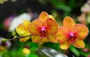 Очарование орхидей / The charm of orchids  10eca71352685043