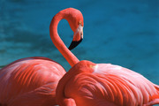 Фламинго / Flamingos Cf8a2d1352754843