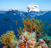 Тропические рыбы и коралловый риф / Tropical Fish and Coral Reef 8f4a371322864763