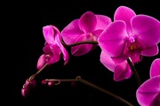 Очарование орхидей / The charm of orchids  Da2f601352685077