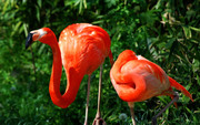 Фламинго / Flamingos 6d1d941352754857