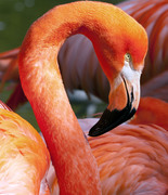 Фламинго / Flamingos 140ff81352754809