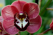Очарование орхидей / The charm of orchids  3272291352684916