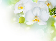Очарование орхидей / The charm of orchids  Ccc3051352684984