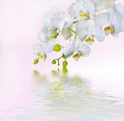 Очарование орхидей / The charm of orchids  D7f3501352684995