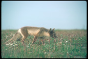 Песец / Arctic fox F464df1352688439