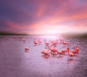Фламинго / Flamingos 807ad31352754789