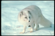Песец / Arctic fox 7687911352688417