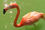 Фламинго / Flamingos 8962391352754875
