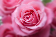 Красивые розы / Beautiful roses C576e41352907611