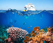 Тропические рыбы и коралловый риф / Tropical Fish and Coral Reef D776731322864760