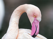 Фламинго / Flamingos 6d4b241352754851