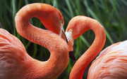 Фламинго / Flamingos 4ad4511352754836