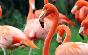 Фламинго / Flamingos 614fe21352754839