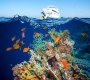 Тропические рыбы и коралловый риф / Tropical Fish and Coral Reef 106d351322864769
