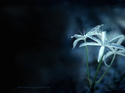 Цветы на чёрном фоне / Flowers on a dark background 1f35d01352684617