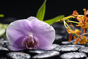 Очарование орхидей / The charm of orchids  7418d81352684953