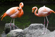 Фламинго / Flamingos 07709e1352754870