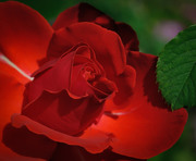 Красивые розы / Beautiful roses Cf9b5c1352907557