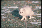 Песец / Arctic fox De27b71352688424