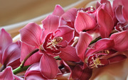 Очарование орхидей / The charm of orchids  9cc4df1352685072