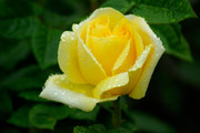 Красивые розы / Beautiful roses 6cd2ca1352907508
