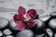 Очарование орхидей / The charm of orchids  36d2ee1352684876