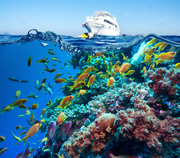 Тропические рыбы и коралловый риф / Tropical Fish and Coral Reef Fa1ee71322864797