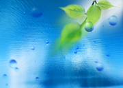 Вода, воздух и зелень / Water, Air and Greenery A180a61322863146