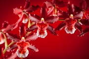 Очарование орхидей / The charm of orchids  A36a2d1352684909