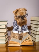 Серьёзная собака читает книги / Serious dog reads books Daf03e1352908897