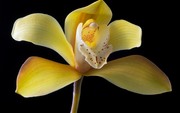 Очарование орхидей / The charm of orchids  Afd0681352685039