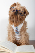 Серьёзная собака читает книги / Serious dog reads books Efef6b1352908882