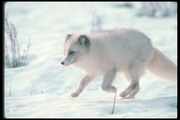 Песец / Arctic fox B585b21352688444